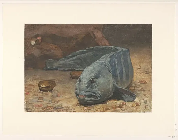 Framed Print : Wolffish at the bottom of an aquarium, 1883. Creator: Willem Witsen Framed Print : Wolffish at the bottom of an aquarium, 1883. Creator: Willem Witsen