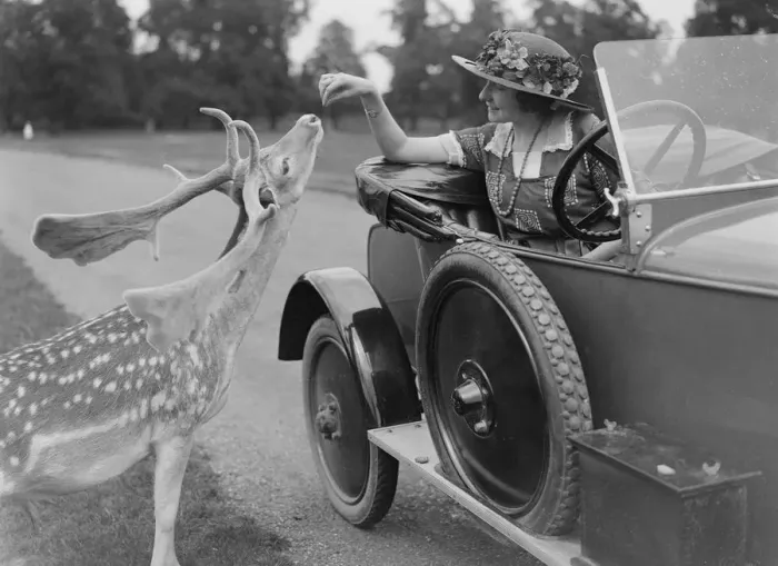 Framed Print : Woman in a BSA car feeding a deer in Richmond Park, Surrey, c1920s. Artist: Bill Brunell Framed Print : Woman in a BSA car feeding a deer in Richmond Park, Surrey, c1920s. Artist: Bill Brunell