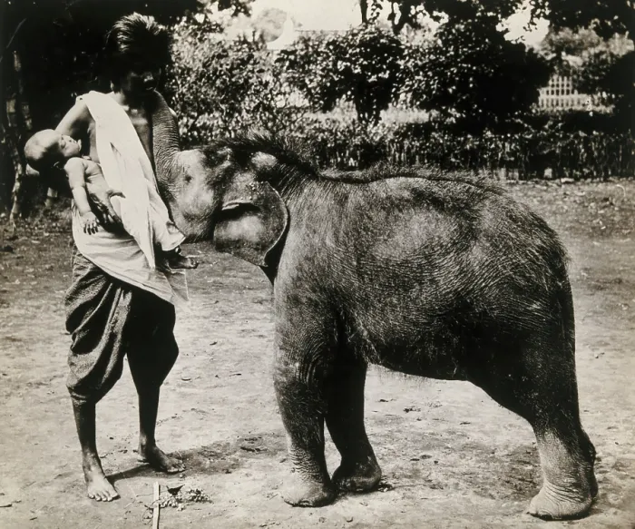 Framed Print : A woman and a child; the woman is suckling a baby white elephant, c1870s. Creator: Unknown Framed Print : A woman and a child; the woman is suckling a baby white elephant, c1870s. Creator: Unknown
