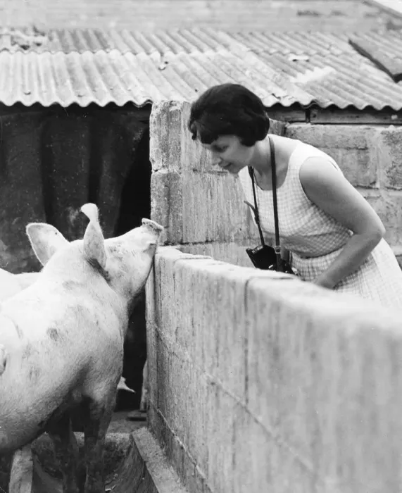 Framed Print : Woman and pig, 1960s Framed Print : Woman and pig, 1960s