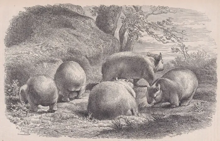 Framed Print : The Wombat, from Le Magasin Pittoresque, ca. 1852 Framed Print : The Wombat, from Le Magasin Pittoresque, ca. 1852