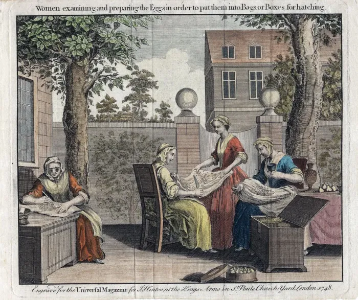 Framed Print : Women examining silk moth eggs and putting them in boxes for hatching into caterpillars, 1748 Framed Print : Women examining silk moth eggs and putting them in boxes for hatching into caterpillars, 1748