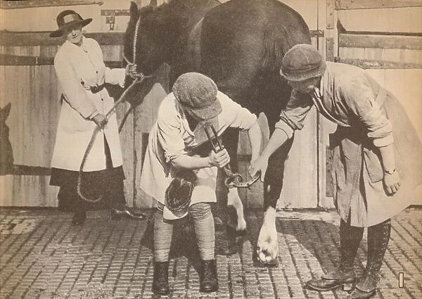Women as farriers in the horse hospital of a big firm of haulage contactors, c1916, (1935)