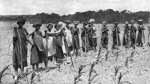 Women hoeing a field of maize, South Africa, c1923