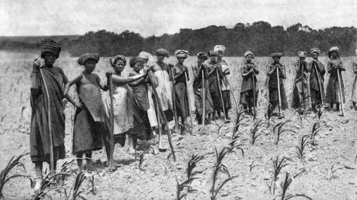 Framed Print : Women hoeing a field of maize, South Africa, c1923 Framed Print : Women hoeing a field of maize, South Africa, c1923