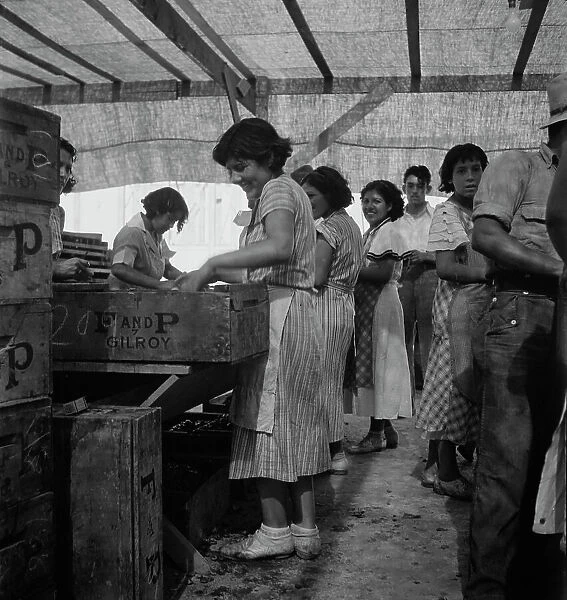 Women packing apricots in large open sheds adjoining the orchards, Brentwood, California, 1938. Creator: Dorothea Lange