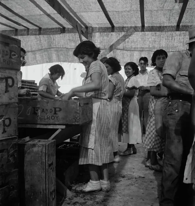 Framed Print : Women packing apricots in large open sheds adjoining the orchards, Brentwood, California, 1938. Creator: Dorothea Lange Framed Print : Women packing apricots in large open sheds adjoining the orchards, Brentwood, California, 1938. Creator: Dorothea Lange
