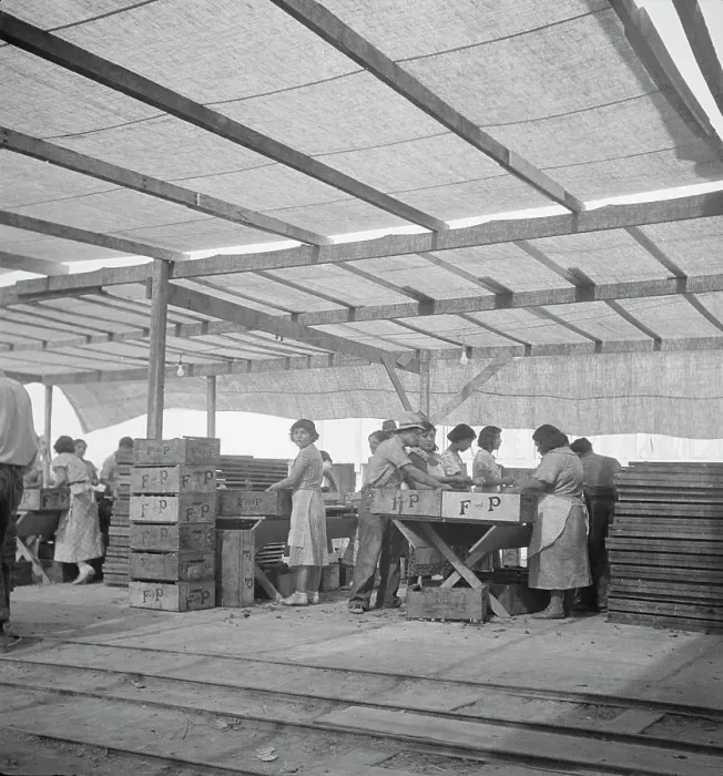 Framed Print : Women packing apricots in large open sheds adjoining the orchards, Brentwood, California, 1938. Creator: Dorothea Lange Framed Print : Women packing apricots in large open sheds adjoining the orchards, Brentwood, California, 1938. Creator: Dorothea Lange