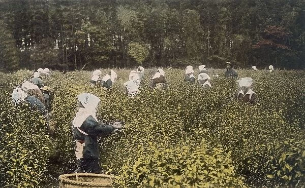 Women picking tea, with male overseer, 1890 s. Creator: Japanese Photographer (19th Century)