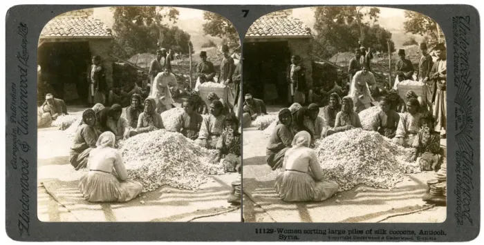 Framed Print : Women sorting large piles of silk cocoons, Antioch, Syria, 1900s. Artist: Underwood & Underwood Framed Print : Women sorting large piles of silk cocoons, Antioch, Syria, 1900s. Artist: Underwood & Underwood