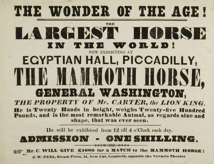Framed Print : The Wonder of the Age! The Largest Horse in the World, Egyptian Hall, Piccadilly, 1846. Creator: Unknown Framed Print : The Wonder of the Age! The Largest Horse in the World, Egyptian Hall, Piccadilly, 1846. Creator: Unknown