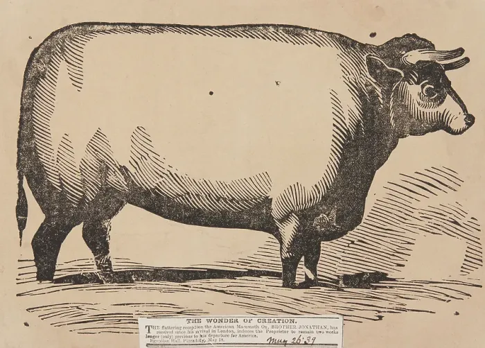 Framed Print : The Wonder of Creation, Brother Jonathan the American Mammoth Ox, Egyptian Hall, Piccadilly, 1839. Creator: Unknown Framed Print : The Wonder of Creation, Brother Jonathan the American Mammoth Ox, Egyptian Hall, Piccadilly, 1839. Creator: Unknown