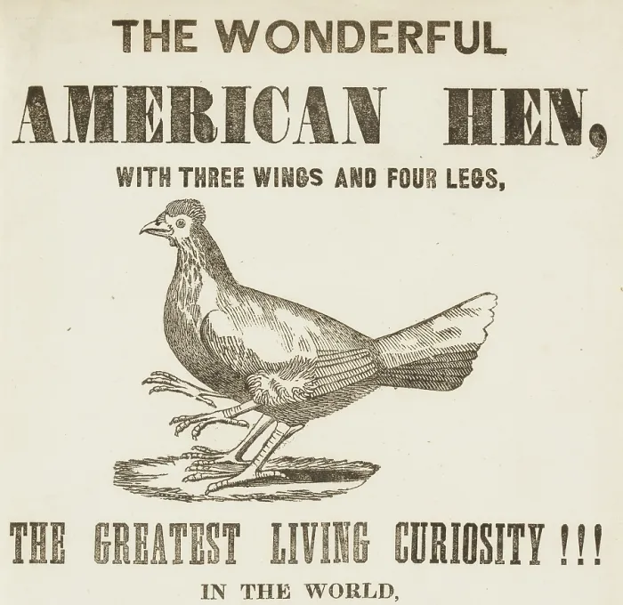Framed Print : The Wonderful American Hen with three wings and four legs, 1837. Creator: Unknown Framed Print : The Wonderful American Hen with three wings and four legs, 1837. Creator: Unknown