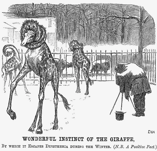 Wonderful Instinct of The Giraffe, 1865. Artist: George du Maurier