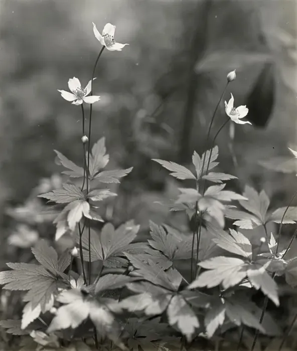 Framed Print : Wood anemone, between 1915 and 1935. Creator: Frances Benjamin Johnston Framed Print : Wood anemone, between 1915 and 1935. Creator: Frances Benjamin Johnston