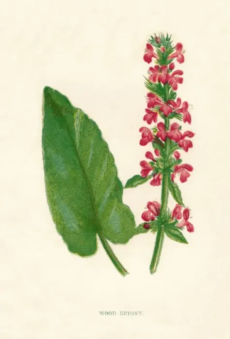 Framed Print : Wood Betony, c1891, (1891). Artist: Anne Pratt