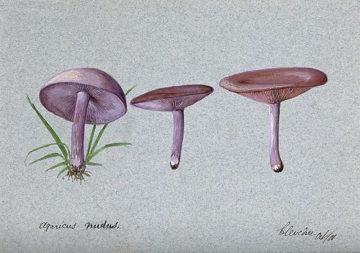 Framed Print : The wood blewit fungus (Lepista nuda): three fruiting bodies, 1901. Creator: Unknown Framed Print : The wood blewit fungus (Lepista nuda): three fruiting bodies, 1901. Creator: Unknown