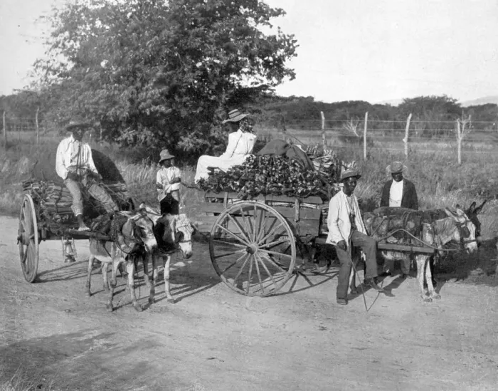 Framed Print : Wood carts, Jamaica, c1905. Artist: Adolphe Duperly & Son Framed Print : Wood carts, Jamaica, c1905. Artist: Adolphe Duperly & Son