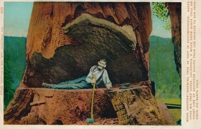 Framed Print : Wood Chopper -Showing Tree 46 Feet in Circumference. Santa Cruz Big Tree Grove, California, c1909 Framed Print : Wood Chopper -Showing Tree 46 Feet in Circumference. Santa Cruz Big Tree Grove, California, c1909