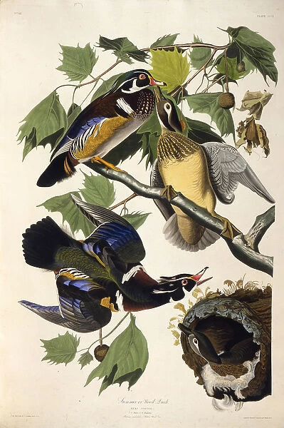 The wood duck. From The Birds of America, 1827-1838. Creator: Audubon