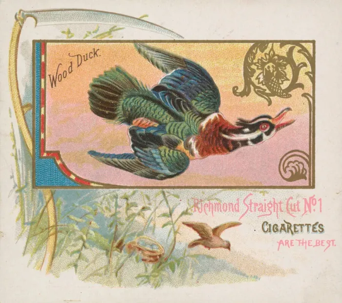 Framed Print : Wood Duck, from the Game Birds series (N40) for Allen & Ginter Cigarettes, 1888-90 Framed Print : Wood Duck, from the Game Birds series (N40) for Allen & Ginter Cigarettes, 1888-90