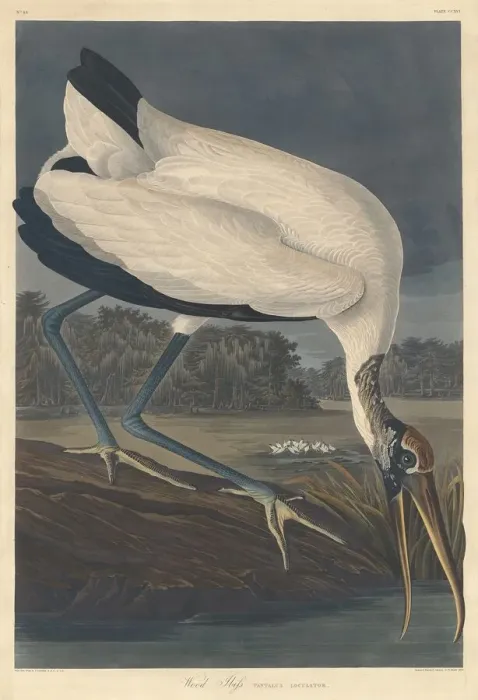 Framed Print : Wood Ibis, 1834. Creator: Robert Havell Framed Print : Wood Ibis, 1834. Creator: Robert Havell