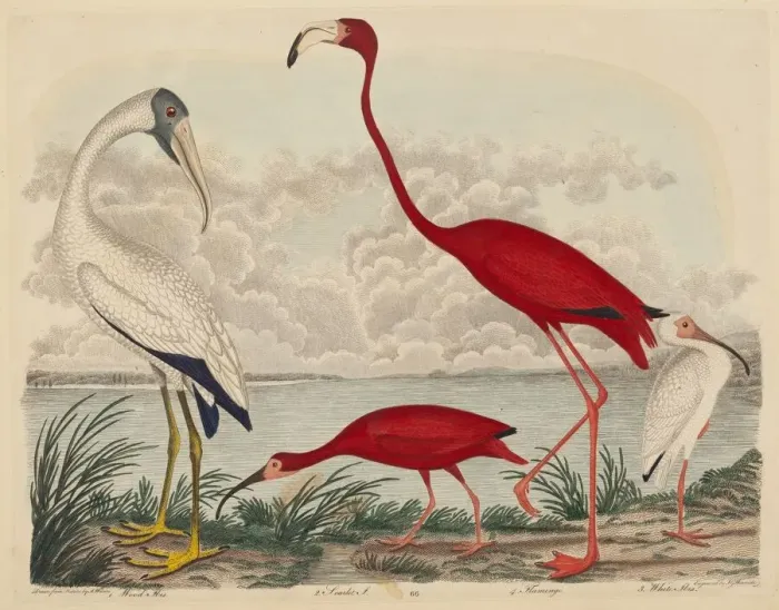 Framed Print : Wood Ibis, Scarlet Ibis, Flamingo, and White Ibis, published 1808-1814. Creator: John G Framed Print : Wood Ibis, Scarlet Ibis, Flamingo, and White Ibis, published 1808-1814. Creator: John G