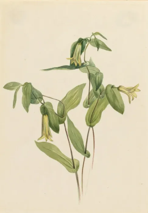 Framed Print : Wood Merrybells (Uvularia perfoliata), n. d. Creator: Mary Vaux Walcott Framed Print : Wood Merrybells (Uvularia perfoliata), n. d. Creator: Mary Vaux Walcott