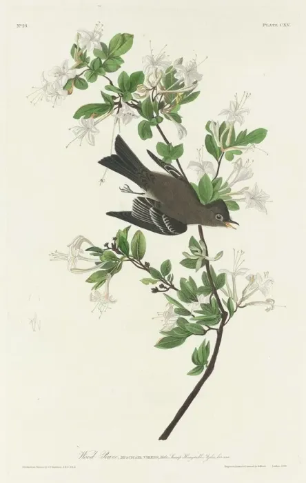 Framed Print : Wood Pewee, 1831. Creator: Robert Havell