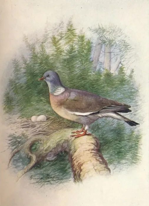 Framed Print : Wood-Pigeon or Ring-Dove - Colum ba palum bus, c1910, (1910). Artist: George James Rankin Framed Print : Wood-Pigeon or Ring-Dove - Colum ba palum bus, c1910, (1910). Artist: George James Rankin