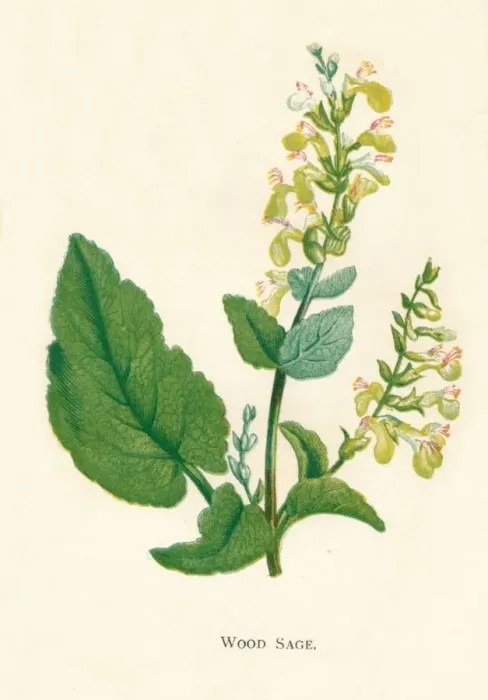 Framed Print : Wood Sage, c1891, (1891). Artist: Anne Pratt Framed Print : Wood Sage, c1891, (1891). Artist: Anne Pratt