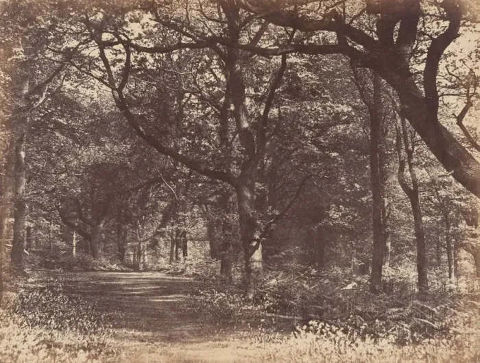 Framed Print : Wood-scene, Norton, Cheshire, 1856. Creator: Thomas Davies Framed Print : Wood-scene, Norton, Cheshire, 1856. Creator: Thomas Davies