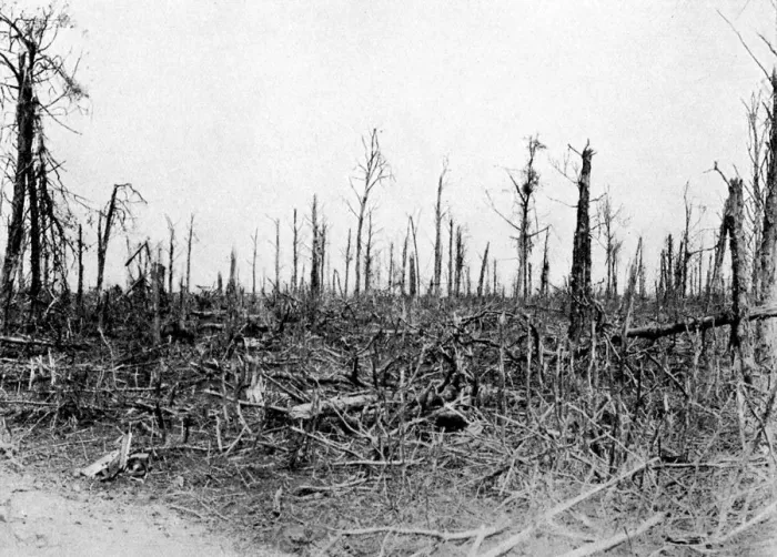 Framed Print : A wood in the Somme area, France, 1916, (c1920) Framed Print : A wood in the Somme area, France, 1916, (c1920)