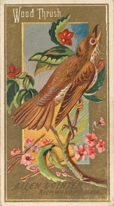 Framed Print : Wood Thrush, from the Birds of America series (N4) for Allen & Framed Print : Wood Thrush, from the Birds of America series (N4) for Allen &