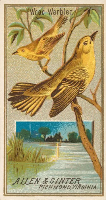 Framed Print : Wood Warbler, from the Birds of America series (N4) for Allen & Framed Print : Wood Warbler, from the Birds of America series (N4) for Allen &