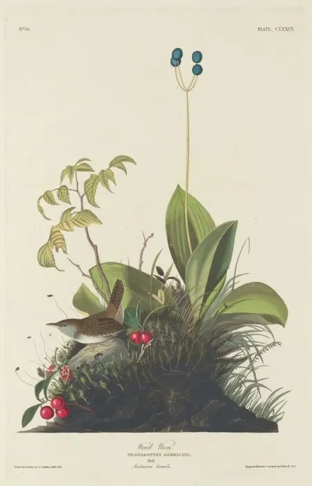 Framed Print : Wood Wren, 1833. Creator: Robert Havell Framed Print : Wood Wren, 1833. Creator: Robert Havell