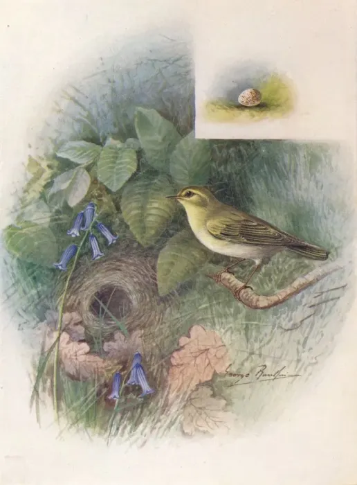 Framed Print : Wood-Wren - Phyllos copus sibila trix, c1910, (1910). Artist: George James Rankin Framed Print : Wood-Wren - Phyllos copus sibila trix, c1910, (1910). Artist: George James Rankin