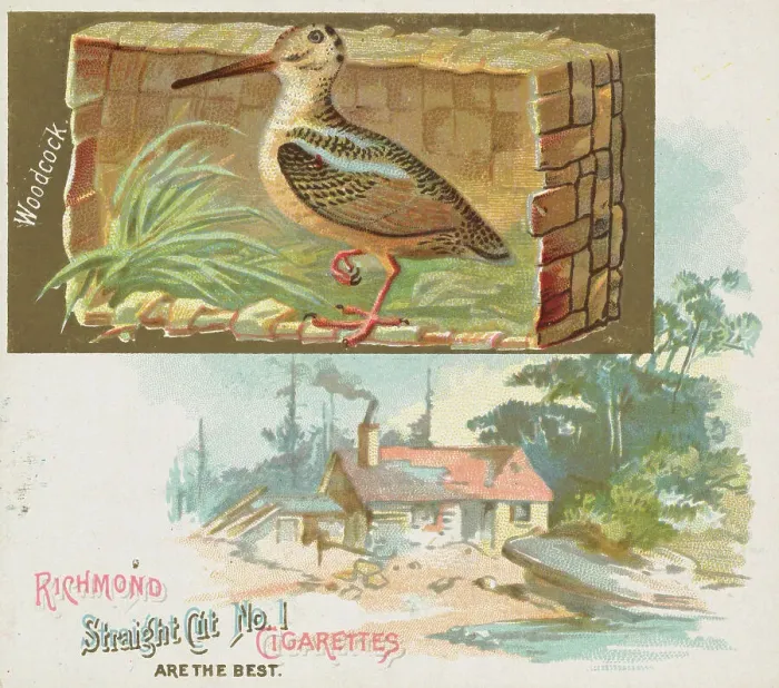 Framed Print : Woodcock, from the Game Birds series (N40) for Allen & Ginter Cigarettes, 1888-90 Framed Print : Woodcock, from the Game Birds series (N40) for Allen & Ginter Cigarettes, 1888-90
