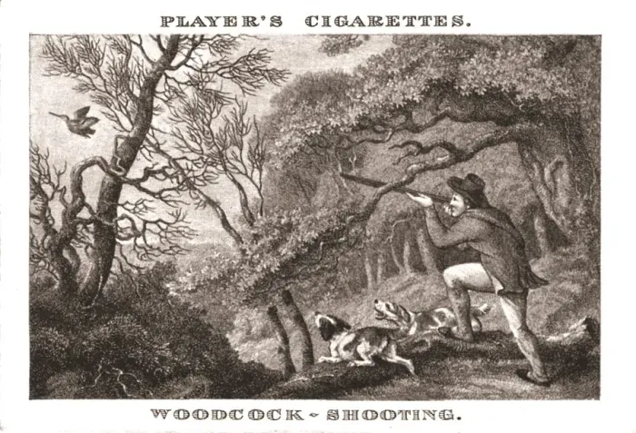 Framed Print : Woodcock-Shooting, (1924). Creator: Unknown Framed Print : Woodcock-Shooting, (1924). Creator: Unknown