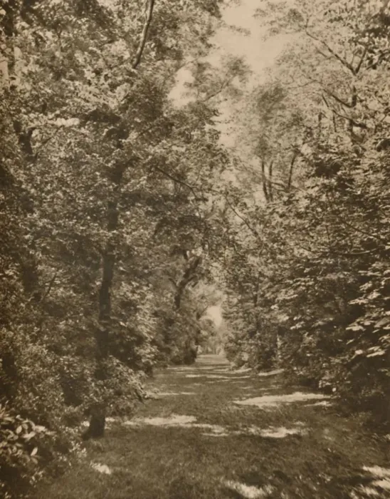 Framed Print : A Woodland Glade Within A Few Hundred Yards of the Earls Court Road, c1935. Creator: King Framed Print : A Woodland Glade Within A Few Hundred Yards of the Earls Court Road, c1935. Creator: King