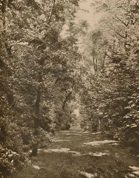 A Woodland Glade Within A Few Hundred Yards of the Earls Court Road, c1935. Creator: King