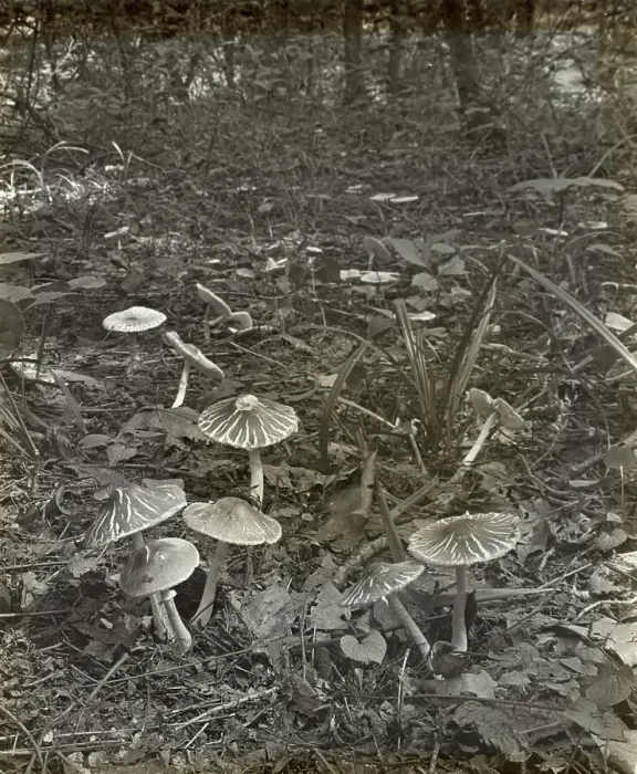 Framed Print : Woodland mushrooms, between 1915 and 1935. Creator: Frances Benjamin Johnston Framed Print : Woodland mushrooms, between 1915 and 1935. Creator: Frances Benjamin Johnston