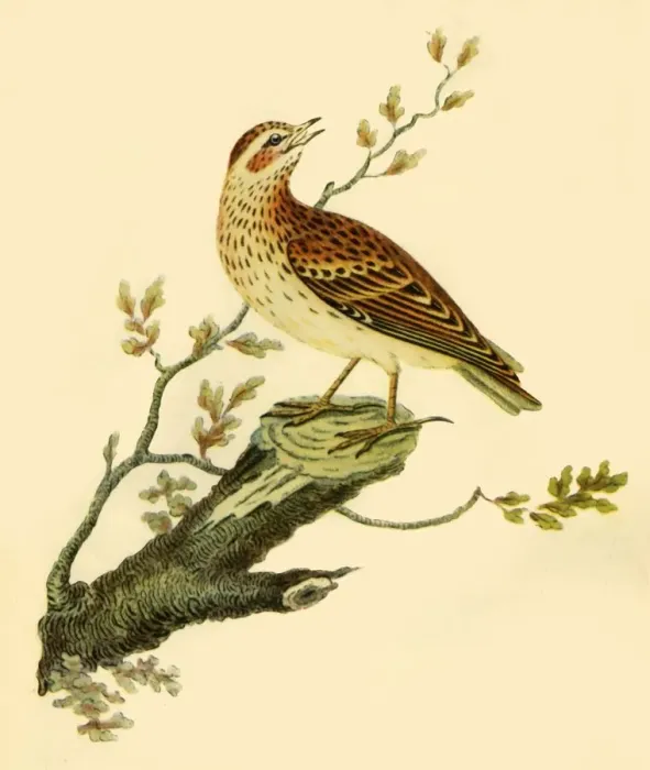 Framed Print : Woodlark, 1821, (1942). Creator: George Graves Framed Print : Woodlark, 1821, (1942). Creator: George Graves