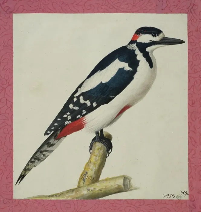 Framed Print : Woodpecker, 1653. Creator: Pieter Holsteyn the Younger Framed Print : Woodpecker, 1653. Creator: Pieter Holsteyn the Younger