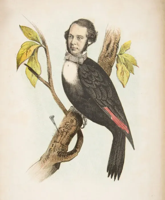 Framed Print : Woodpecker (William B. Gihon), from The Comic Natural History of the Human Race, 1851 Framed Print : Woodpecker (William B. Gihon), from The Comic Natural History of the Human Race, 1851