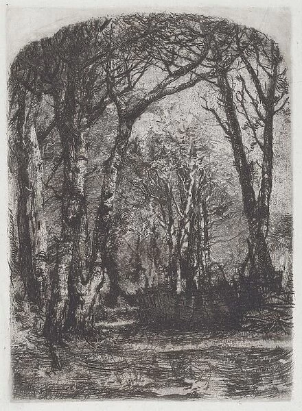 Woods [Bosco], c. 1895. Creator: Mose, Bianchi