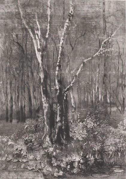 Woods in the Park near Monza, 1895. Creator: Mose, Bianchi