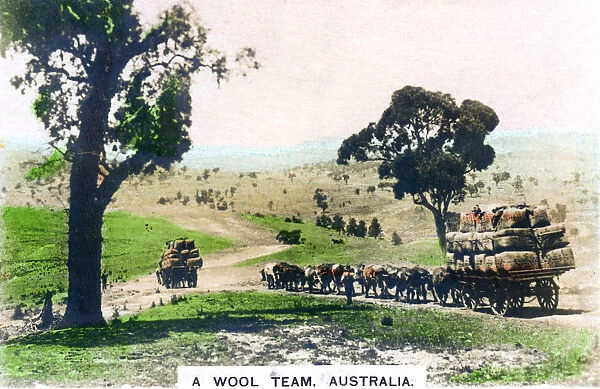 A wool team, Australia, c1920s. Artist: Cavenders Ltd
