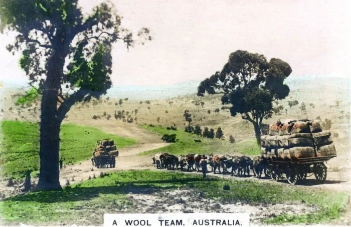 Framed Print : A wool team, Australia, c1920s. Artist: Cavenders Ltd Framed Print : A wool team, Australia, c1920s. Artist: Cavenders Ltd