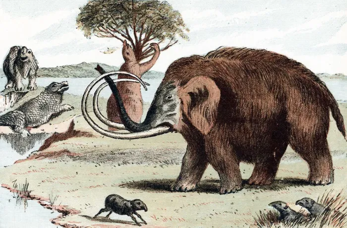 Framed Print : Woolly mammoth (Mammuthus), 1892 Framed Print : Woolly mammoth (Mammuthus), 1892